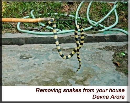 Devna Arora - Removing snakes from your house